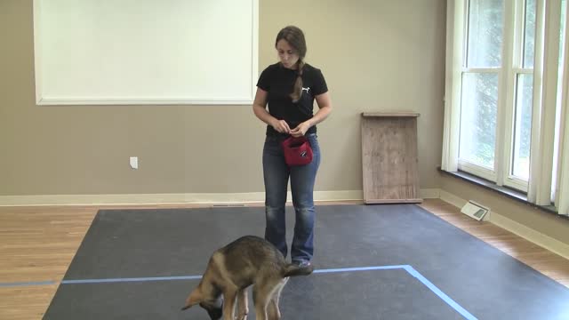 How to train a dog sit K-9 dog