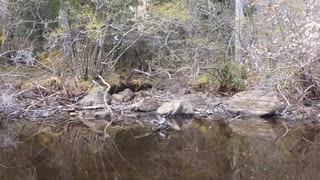 High Diving Turtle