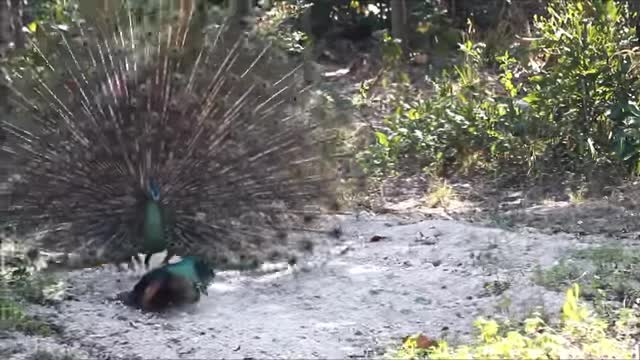 Green Peafowl (Season of Life)