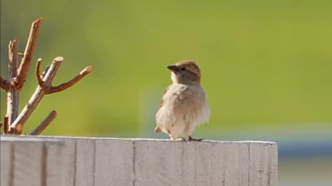 A bird enjoys nature