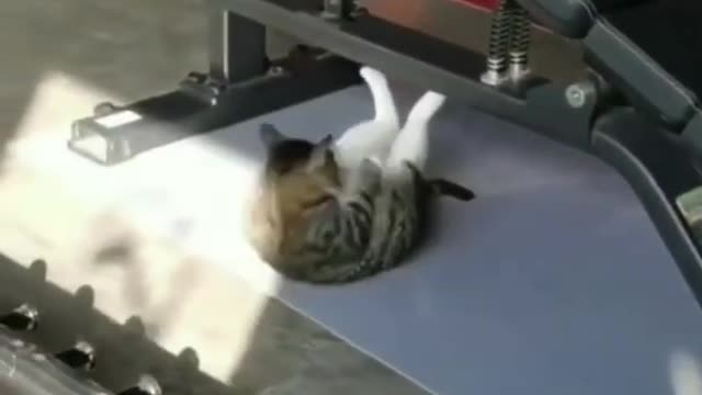 Cat and dog funny video