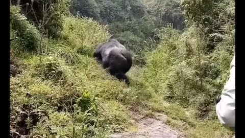 a scare with a big gorilla 🦍 😱😱