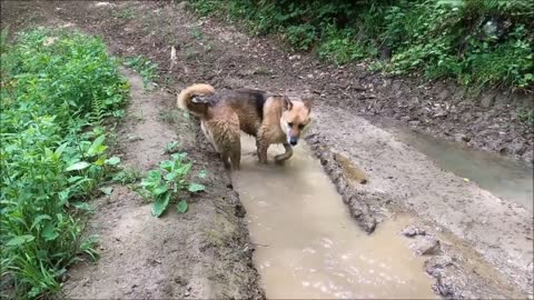 Funny dogs playing