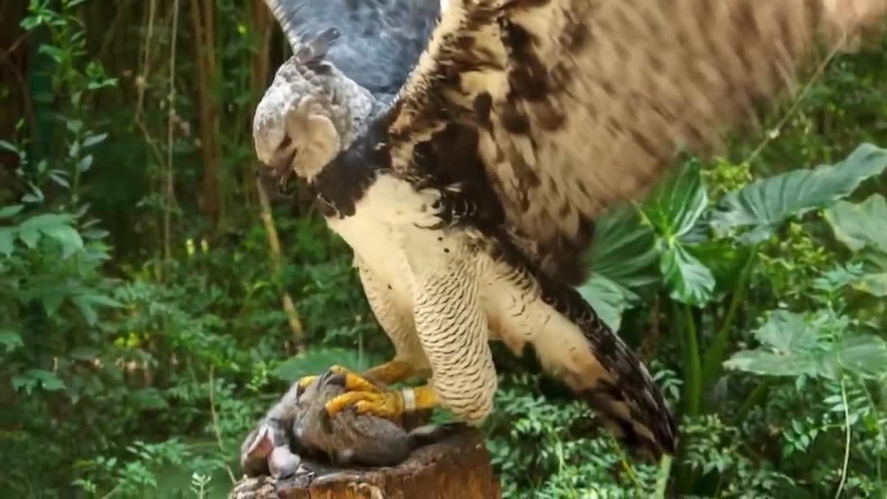 The harpy eagle is, in my opinion, one of the most beautiful eagles in the world.