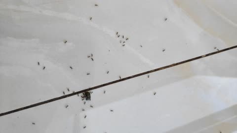 A very small ant prey hunting