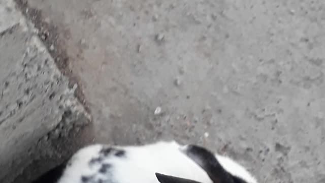 Cute Lazy Rabbit