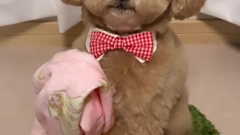 cutedog#poodlelove#cute