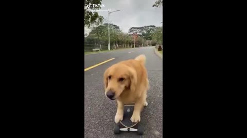 Funny and Cute Golden Retriever Puppies Compilation - Funniest Puppy Ever