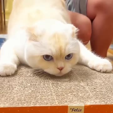 Fanny Cat Video and Kittecat Cat Video