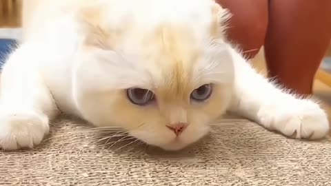 Fanny Cat Video and Kittecat Cat Video