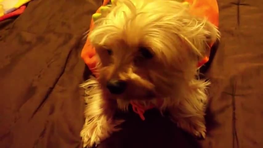 Perro gracioso asustado en Halloween ★ Videos divertidos de mascotas