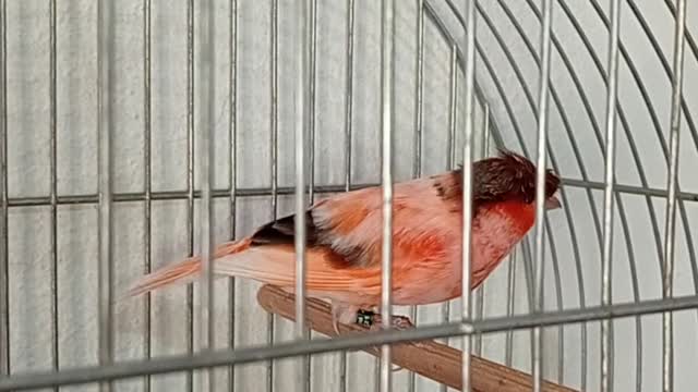 Bird arlequim português