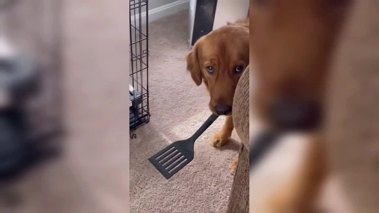 Golden retriever is caught playing with a spatula