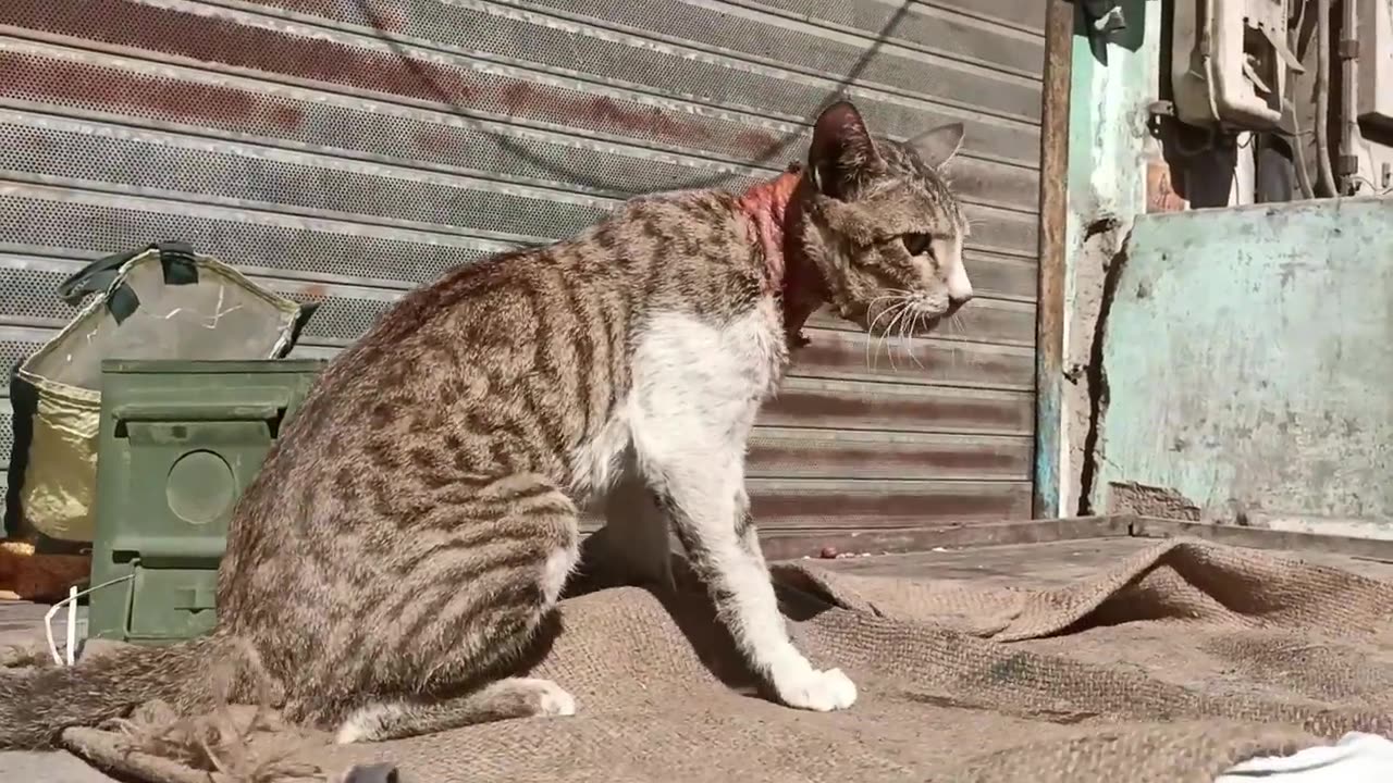 The Cat's Head trapped in Metal Shop Window