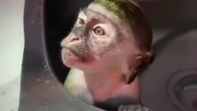 This monkey enjoys bathing in the sink