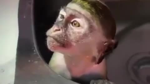 This monkey enjoys bathing in the sink