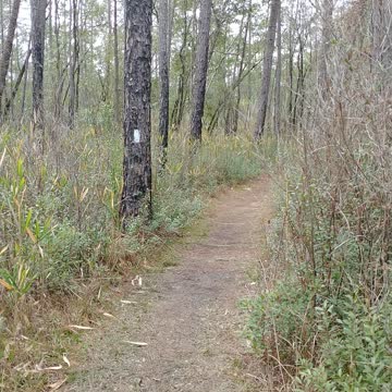 Beautiful day in Blackwater State Forest