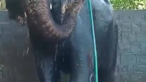 Elephant Washes Itself