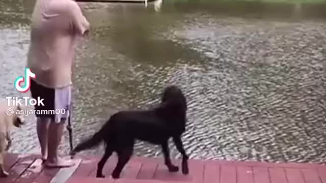 Dogs Panic When Owner Swings Into Lake