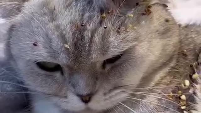 The hamster eats on the cat's head, the cat has this expression