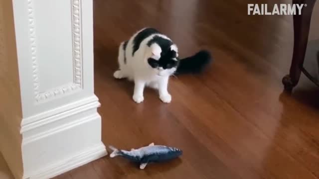 Funny Cat1