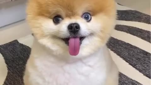 cute dog😍