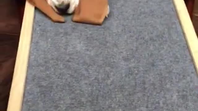 A day with a Man's best friend 😍🤩😘