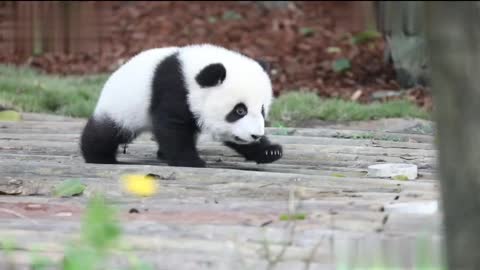 A cute baby panda