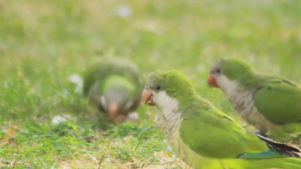 Rare Parrots of Lalukhet: Discovering Unique Bird Species and Conservation Efforts