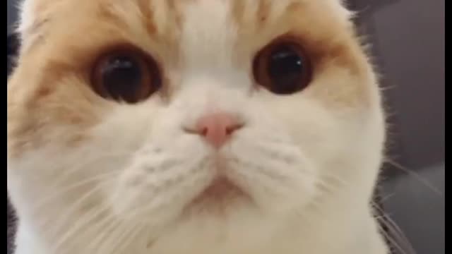 Cat Up Down watching