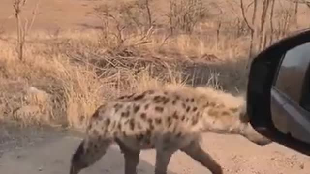 Amazing Animal Moments