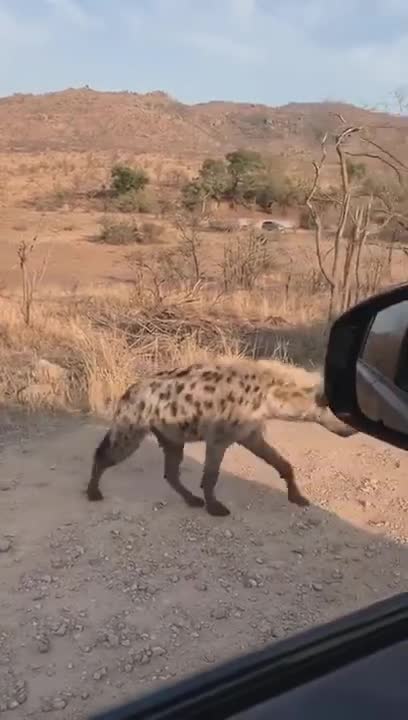 Amazing Animal Moments