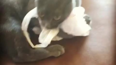 Cat freaking out over new toy