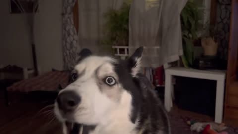 I Finally Taught My Quiet Husky, Loki, How to Howl!!