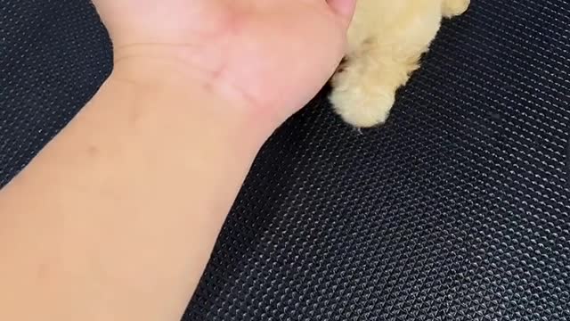 What the little eyes are looking at