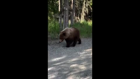 Panic-stricken people try to act cool in front of passing bears