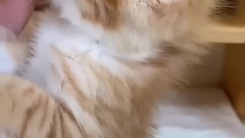 Cats doing cat things