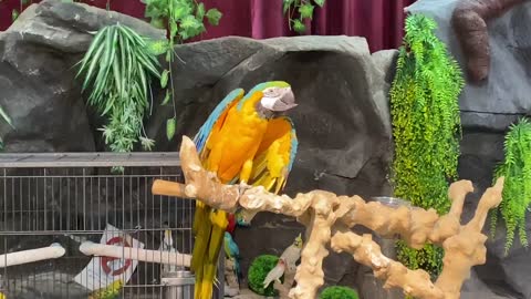 Parrot that says "I love you" in korean