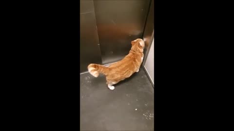 Cat going on elevator cute moment