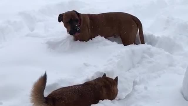 Snow dogs!!!???