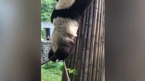 Cute panda video