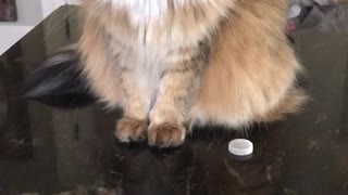 Cat spins fidget spinner