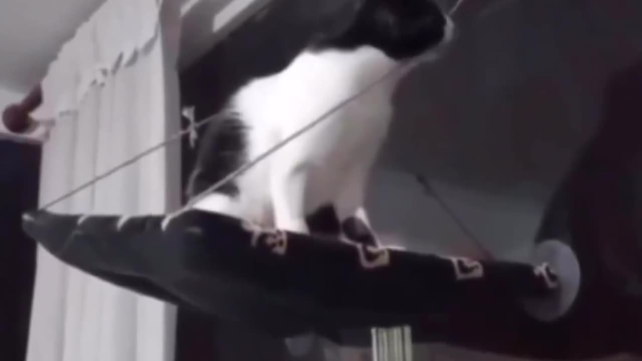 Funny Cat video LOL