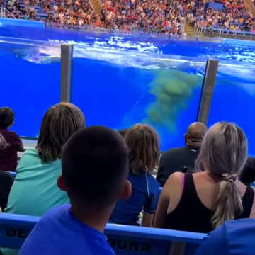 Shamu shits in the water then...