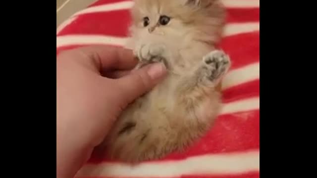 Baby So Cute Cat