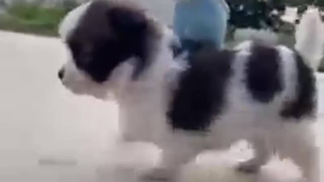 Funny dog