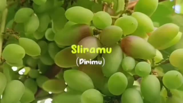 Harvesting Banana Grapes