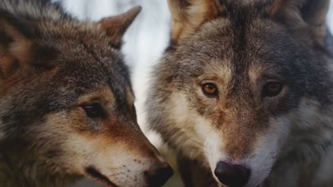 Smart wolves how much I adore and love them