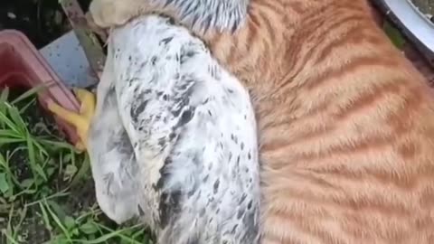 Cat and chicken - love bites at times