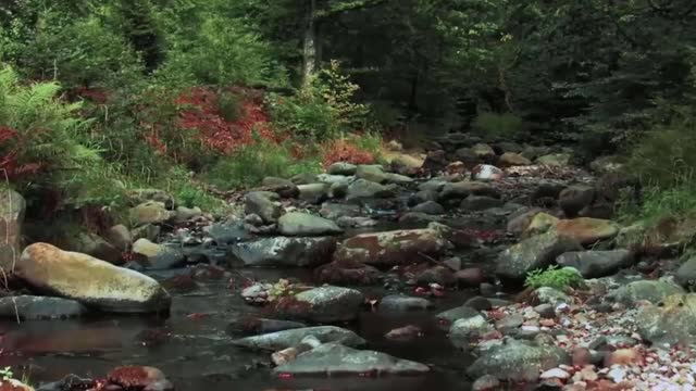 DAY IN THE WOODS WALK IN NATURE | Calming Stream and Birds